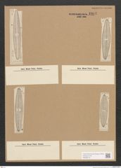 Diatomeae indet. Zeichnungen Sammlung Grunow Nr. 1803 (NHMW-BOT-W0368715)